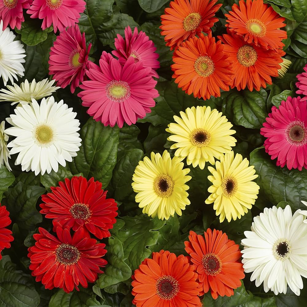 Gerbera Daisy 4-Color Mixed Flower - for planting in home garden
